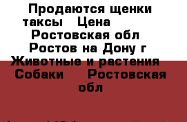 Продаются щенки таксы › Цена ­ 3 000 - Ростовская обл., Ростов-на-Дону г. Животные и растения » Собаки   . Ростовская обл.